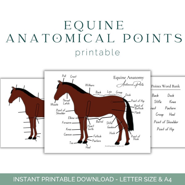 Equine Anatomical Points Worksheet - Horse Anatomy - Equine Anatomy - Equine Education - Printable Download - Horse Educational Worksheet