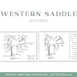 Equine Tack - Parts of the Saddle - Western Saddle - 4H - FFA - Hippology - Horse Education