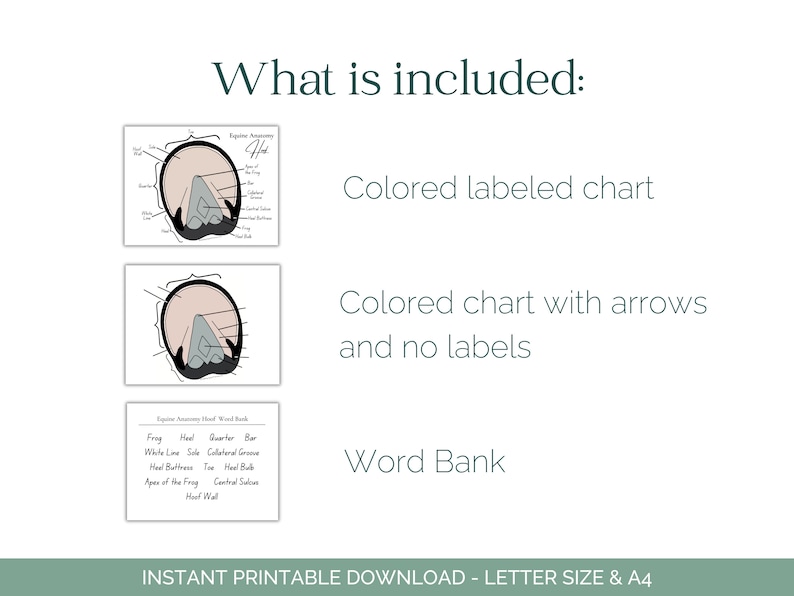 Equine Hoof Worksheet - Horse Anatomy - Horse Hoof - Equine Anatomy ...