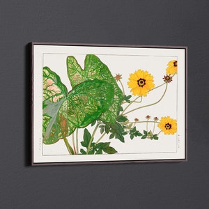 Caladium - Coreopsis de Tanigami Konan Lienzo decorativo para pared y póster impreso [5:7]