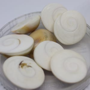 11 Pc  GOMTI GOMATI CHAKRA Shivas Eye For Lakshmi Pooja, Wealth,Health,Remove Negativity