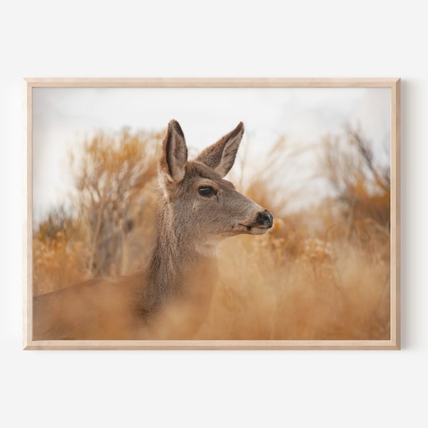 Colorado Deer Photography, Deer Wall Art, Wildlife Photo, Nature Print, Landscape Photography