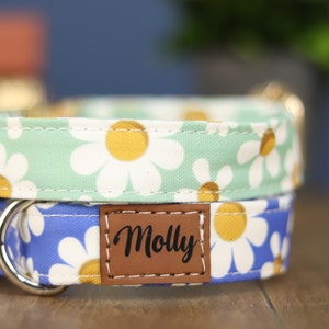 May include: A blue and green dog collar with a daisy print and a brown leather tag that says "Molly".