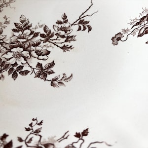 Pode incluir: Um close-up de um prato de cer&acirc;mica branco com um design floral marrom. O design apresenta rosas e folhas delicadas.