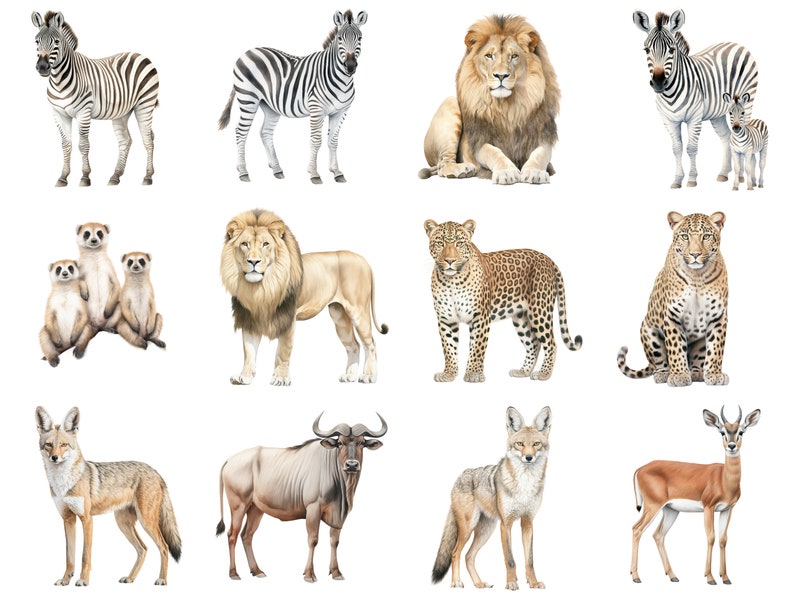 Clipart animali Safari - Clipart acquerello per uso commerciale - Pacchetto clip art animali Safari africani - File PNG - Leone Elefante Zebra immagine 4