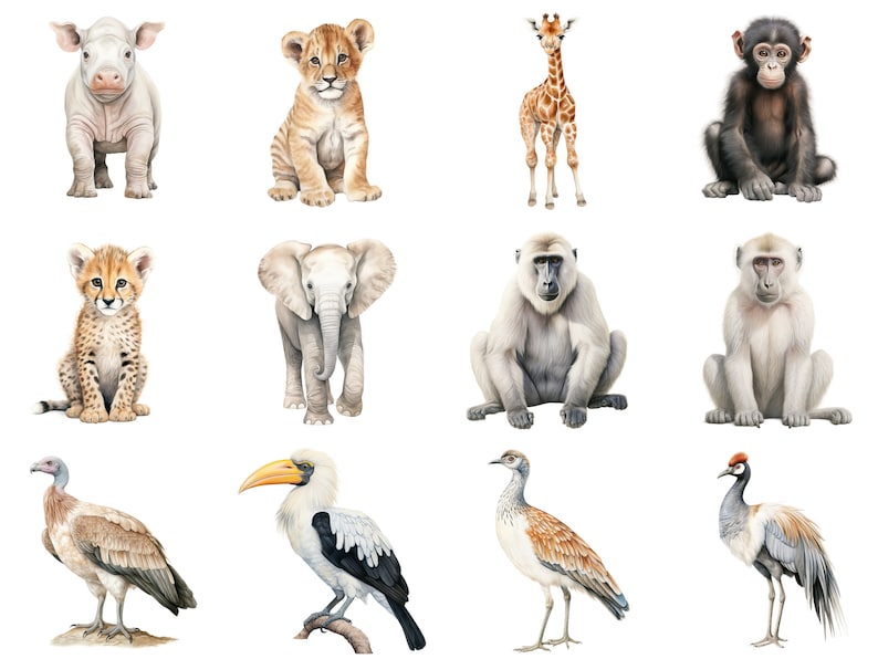 Pu&ograve; includere: Una collezione di 12 illustrazioni ad acquerello di vari animali, tra cui un rinoceronte bambino, un cucciolo di leone, una giraffa, uno scimpanz&eacute;, un cucciolo di ghepardo, un elefante, un babbuino, una gru coronata, una otarda kori e un bucero dal becco giallo.