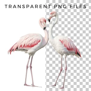 Clipart animali Safari - Clipart acquerello per uso commerciale - Pacchetto clip art animali Safari africani - File PNG - Leone Elefante Zebra immagine 7