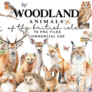Clipart animaux de la forêt - aquarelle animaux de la forêt PNGs - Clipart de chambre d'enfant - faune britannique - renard, lapin, hibou, cerf, blaireau, hérisson