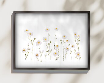 Fleabane Daisy Aquarell