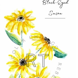 Black-Eyed Susan Watercolor