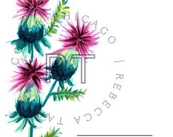 Weidendistel Aquarell