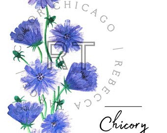 Chicorée-Aquarell