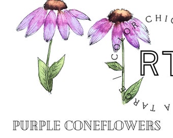 Farben von Chicago-Lila Sonnenhut