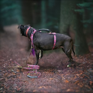 Spooky Jack-O-Lantern Close Control Y Dog Harness
