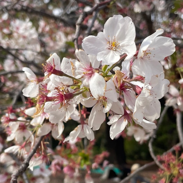 Sakura Cherry Blossoms, Photography, Shinjuku, Tokyo, Japan