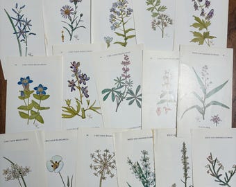 Authentische Vintage Wildblumen Buch Seiten - Ephemera Papier Pack - Collage Junk Journal Decor Scrap Craft