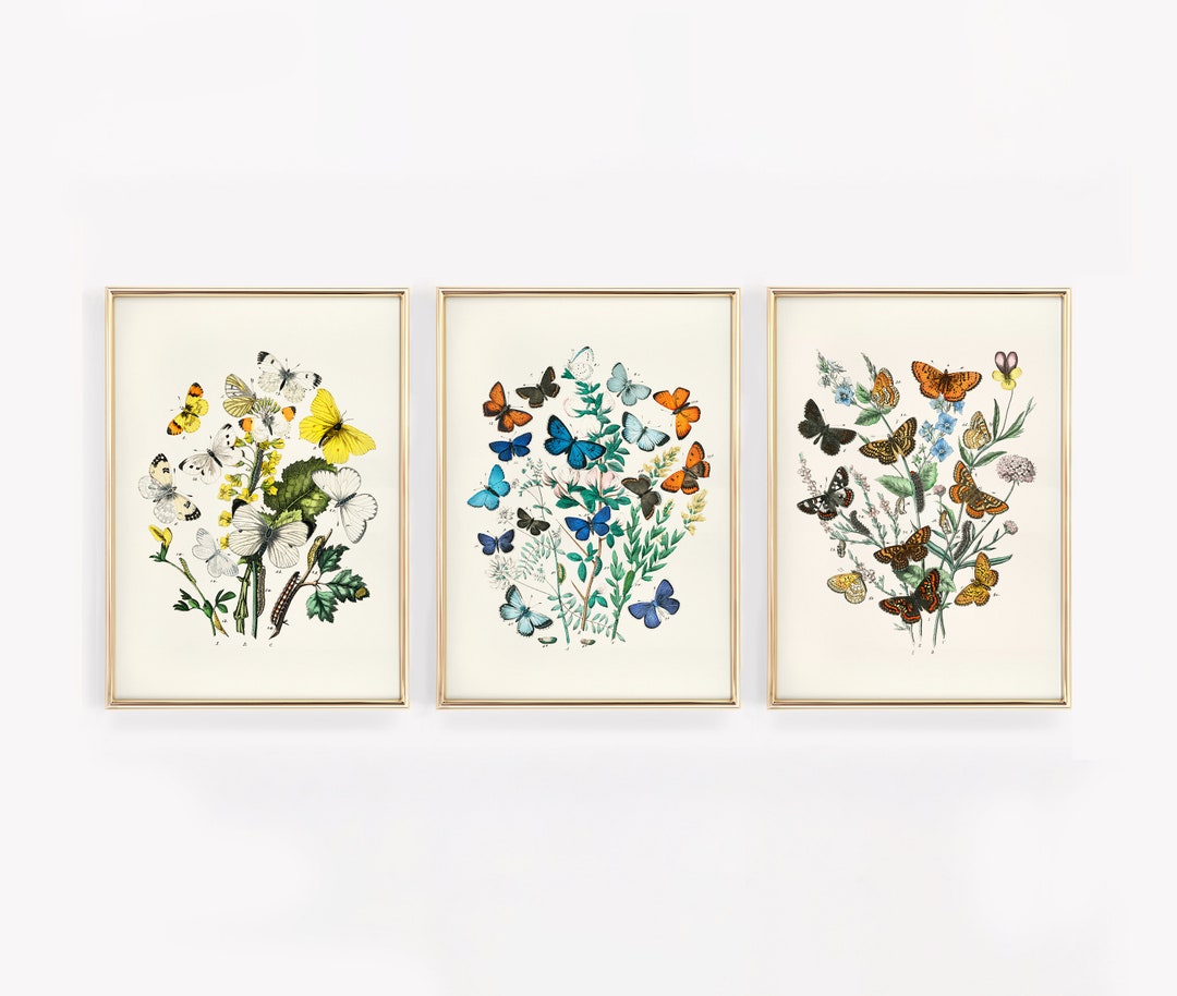 Vintage Butterfly Floral Print Set of 3 | Botanical Study Wall Art ...
