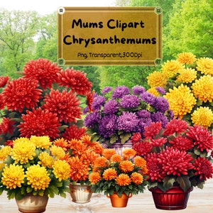 Chrysanthemen (Mums) Blumen Clipart-Set von 10 - Transparente PNG, 300 DPI