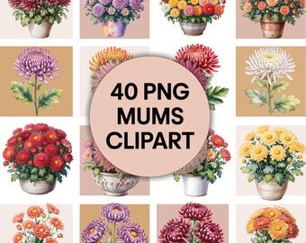 Imágenes prediseñadas de crisantemos (Mums) - 40 imágenes PNG transparentes, 300 ppp