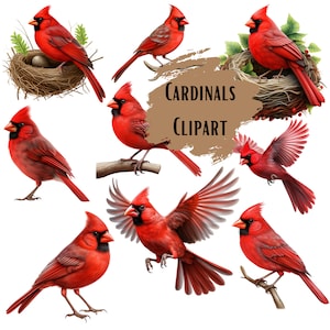 Kardinal Clipart PNG, roter Vogel Clipart, Aquarell Kardinal, Wintervogel PNG, Weihnachtskardinal, Sublimationsdesign, sofortiger Download