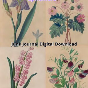 36 handgekleurde platen: tutorial voor botanische aquarelverf (PDF) | Frans bloemenschilderkunstboek (digitale download) | Printbare gids voor antieke plantkunde