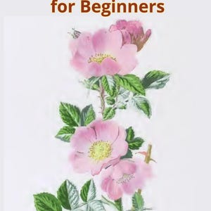 May include: Watercolor painting of pink flowers with green leaves and stems. The image includes the text "How to Paint Watercolor Flowers for Beginners" and "Learn Loose Floral Painting Techniques".