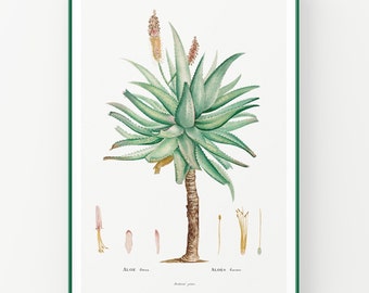 Tree Aloe Botanical Print - Vintage Botanical - Aloe Vera Art - Medicinal Plant - Botany Print - Plant Decor - Kitchen Decor - Unframed