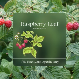 May include: A square graphic on a green background displays the text "Raspberry Leaf" and "Rubus Idaeus." An illustration of raspberry leaves, berries, and flowers is in the center. The text "The Backyard Apothecary" is at the bottom. Fresh raspberries and leaves surround the graphic.