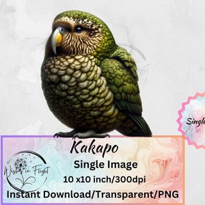 Image clipart Kakapo PNG Transparent, téléchargement immédiat, impression numérique, utilisation commerciale, Kiwiana, impression oiseau de Nouvelle-Zélande, oiseau natif de Nouvelle-Zélande