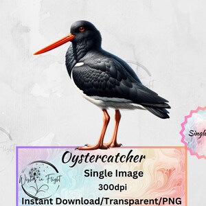 Huîtrier pie PNG Transparent, téléchargement immédiat, impression numérique, utilisation commerciale, Kiwiana, impression d'oiseau de Nouvelle-Zélande, natif de Nouvelle-Zélande