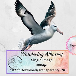 Albatros PNG Transparent Clip art, téléchargement immédiat, utilisation commerciale impression numérique, Kiwiana, impression oiseau de Nouvelle-Zélande, natif de Nouvelle-Zélande
