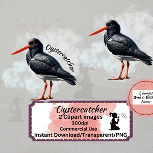 Oystercatcher Nouvelle-Zélande Native Bird Transparent Clip art Téléchargement instantané Papier numérique Impression numérique Utilisation commerciale Images d’oiseaux imprimables