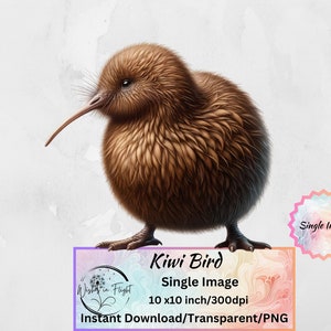 Bebê Kiwi Pássaro PNG Transparente Clip art Download instantâneo | Impressão digital Uso comercial | Kiwiana | Impressão de pássaro da Nova Zelândia