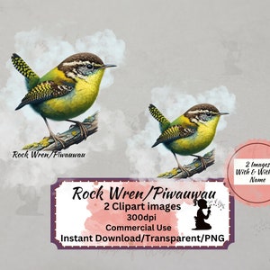 Troglodyte mignon de Nouvelle-Zélande oiseau indigène Clip art Transparent Téléchargement instantané papier numérique impression numérique usage commercial Images d'oiseaux imprimables
