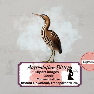 Petit butor d'Australasie oiseau indigène de Nouvelle-Zélande Clip art Transparent | Téléchargement instantané | Papier numérique usage Commercial imprimable oiseau