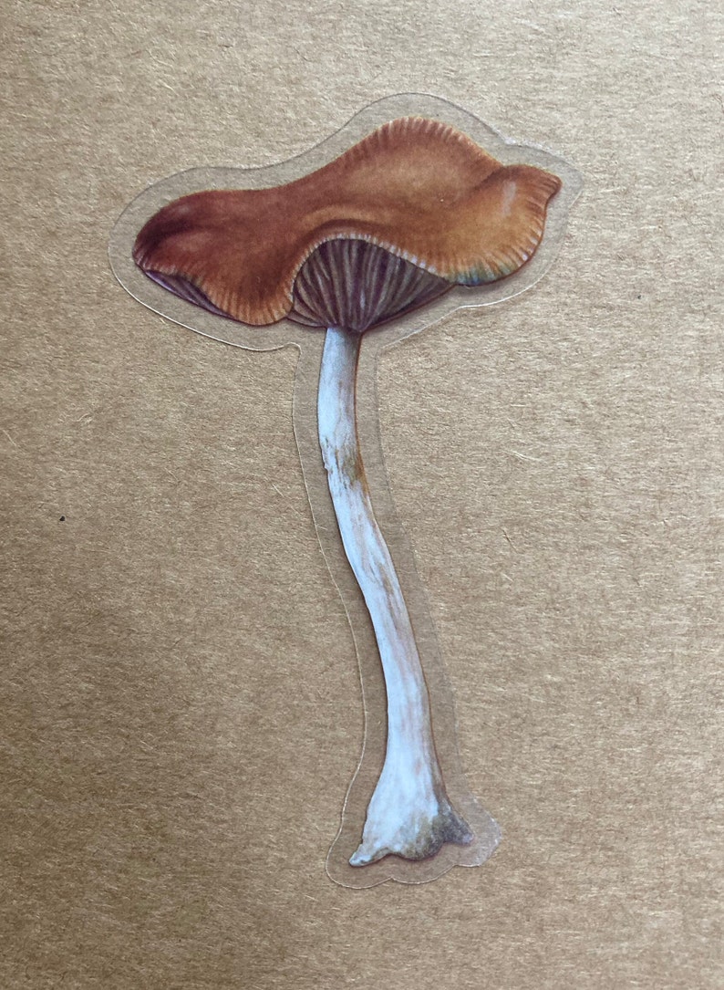 May include: A brown mushroom with a white stem. The mushroom has a textured cap and a slightly curved stem.