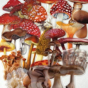 25 Transparent Toadstool / Mushroom Sticker Pack, Fungi Craft Stickers for Journalling, Planners, Scrapbooking, Laptops image 1
