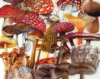 25 Transparent Toadstool / Mushroom Sticker Pack, Fungi Craft Stickers for Journalling, Planners, Scrapbooking, Laptops
