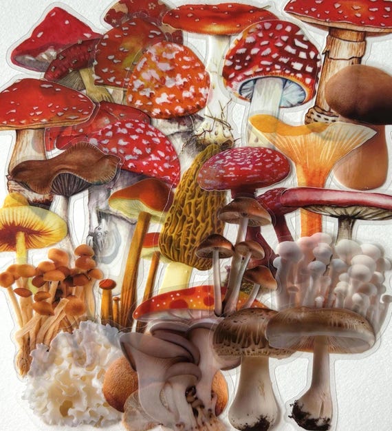 25 Transparent Toadstool / Mushroom Sticker Pack, Fungi Craft Stickers for Journalling, Planners, Scrapbooking, Laptops
