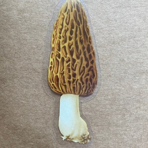 May include: A yellow and brown morel mushroom sticker with a white stem. The sticker is on a brown background.