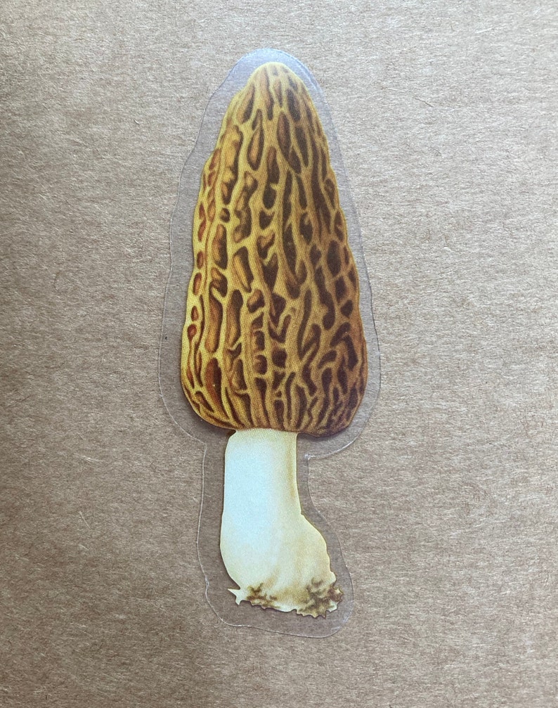 May include: A yellow and brown morel mushroom sticker with a white stem. The sticker is on a brown background.