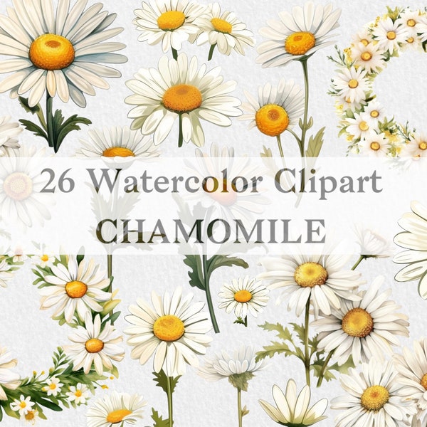 Watercolor Daisies Flowers Clipart Collection, White Chamomiles, Wedding Clip Art, Floral Illustration, Frame Flowers Watercolor Style, PNG