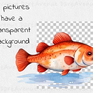 Pu&ograve; includere: Dipinto ad acquerello di un pesce rosso con macchie bianche che nuota in acqua blu. Il pesce ha una bocca grande e un occhio piccolo. Lo sfondo &egrave; trasparente.
