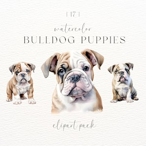 English Bulldog Puppy Clipart | Transparent Background | Cute Dog Clipart | Commercial Use | Watercolor Clipart | Cute Puppy Clipart | Png