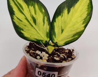 ホヤ　マダラ　snow angel US Seller - Hoya Carnosa Madara 'snow Angel' - Etsy