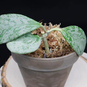 Hoya sp. Chiang Dao Silver Rooted Specimen | Exact Selection