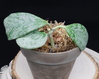 Hoya Chiang Dao Silver Rooted Active Growth Point + Free