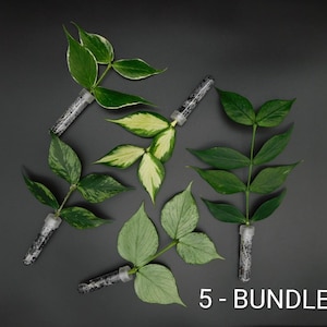 Hoya Polyneura Broget Silver - Etsy