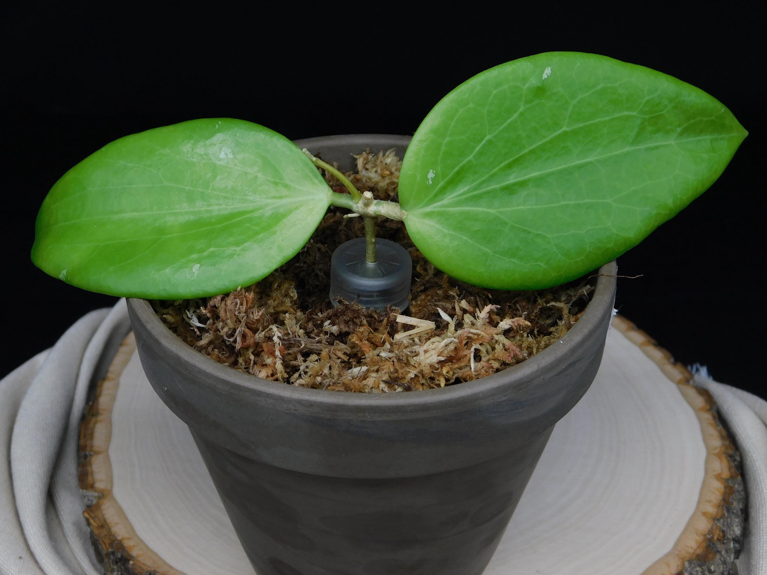 Hoya Aldrichii - Etsy