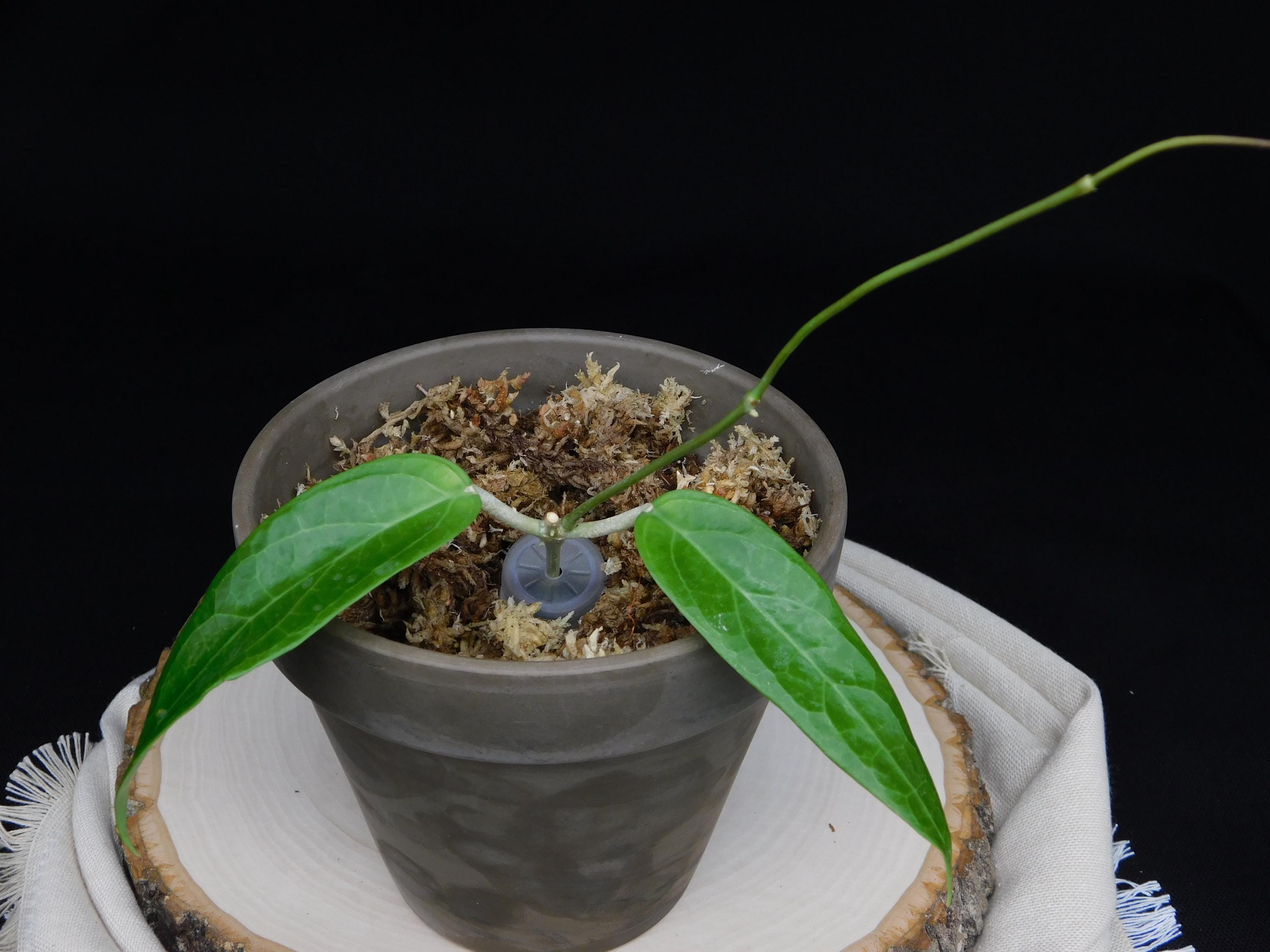 Hoya Ut033 - Etsy